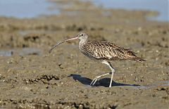 Far Eastern Curlew